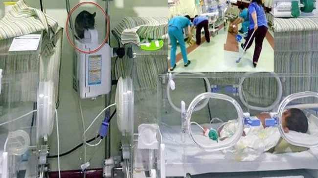 Hastanede skandal! Yeni doğan servisinde fare kovaladılar